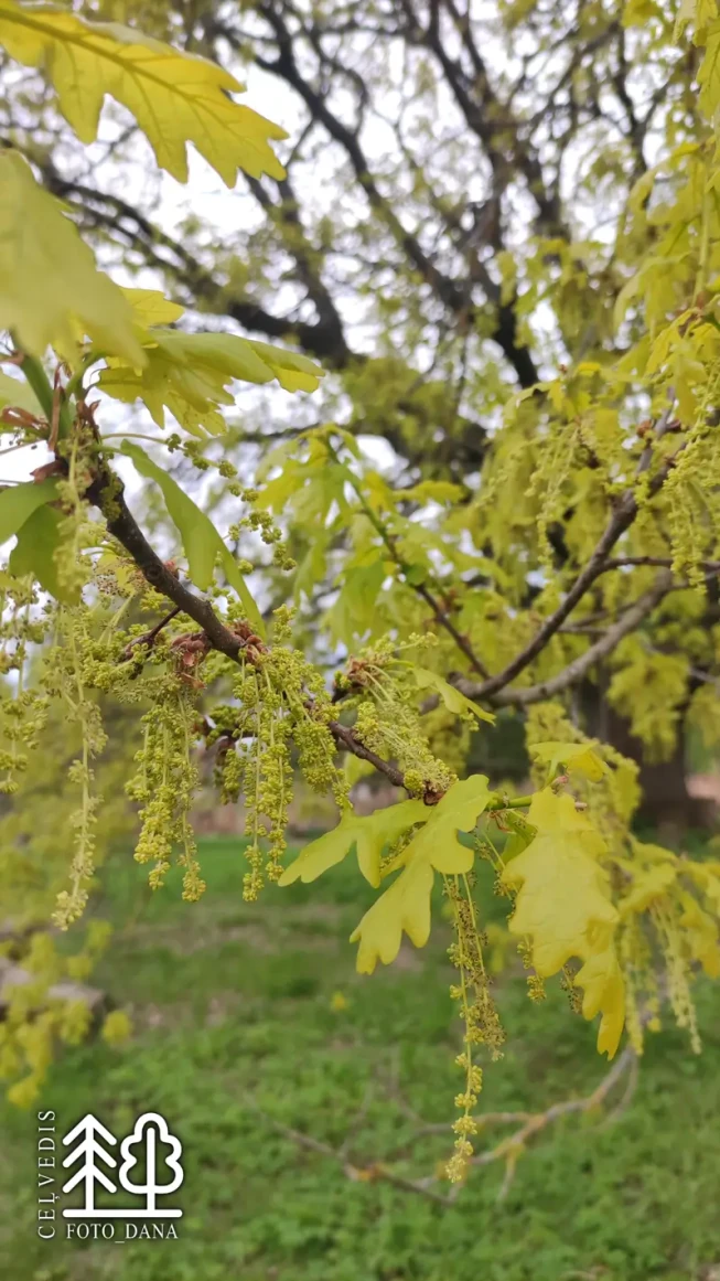 Quercus robur
